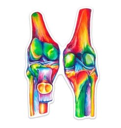 Sticker d'anatomie des genoux - Aquarelle-Codex Anatomicus Outlet
