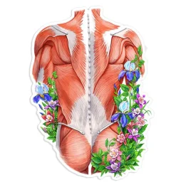 Sticker d'anatomie des muscles du dos - Floral-Codex Anatomicus Discount
