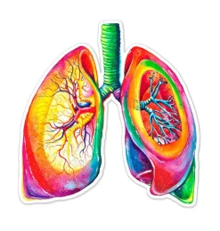 Sticker d'anatomie des poumons - Aquarelle-Codex Anatomicus Clearance
