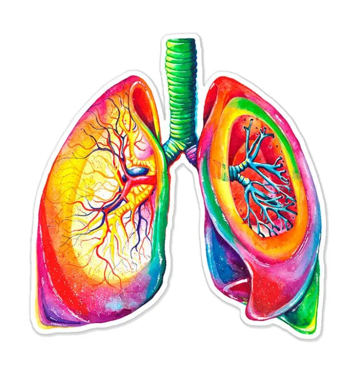 Sticker d'anatomie des poumons - Aquarelle-Codex Anatomicus Clearance