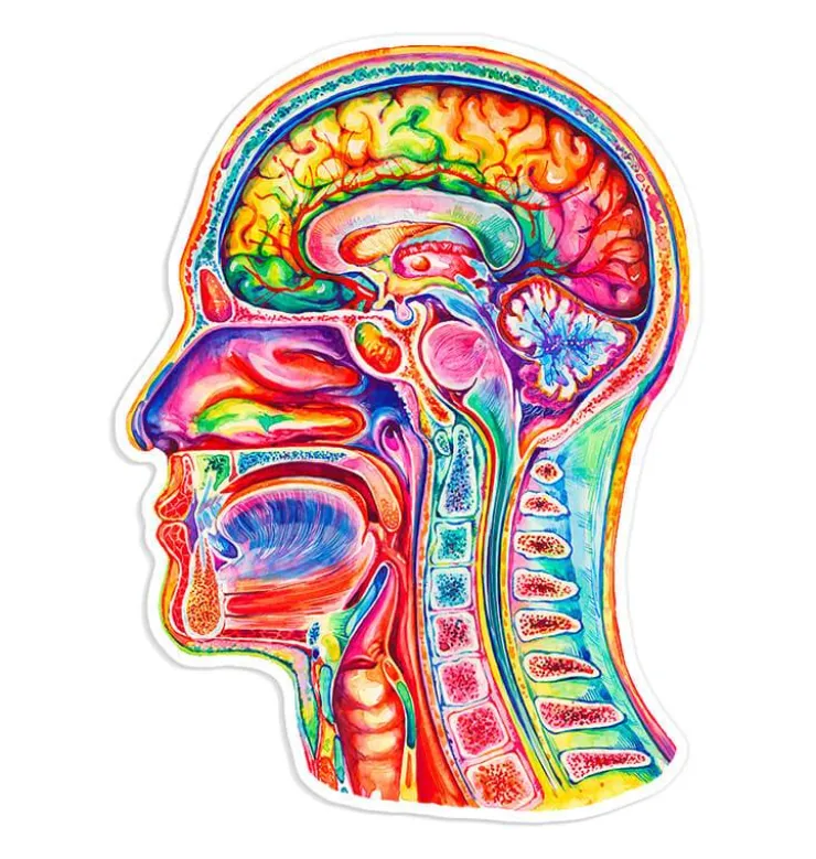 Sticker d'anatomie du cerveau III - Aquarelle-Codex Anatomicus Discount