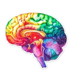Sticker d'anatomie du cerveau - Aquarelle-Codex Anatomicus New