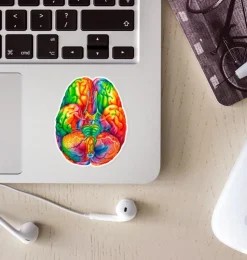 Sticker d'anatomie du cerveau II - Aquarelle-Codex Anatomicus