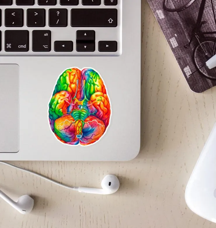 Sticker d'anatomie du cerveau II - Aquarelle-Codex Anatomicus