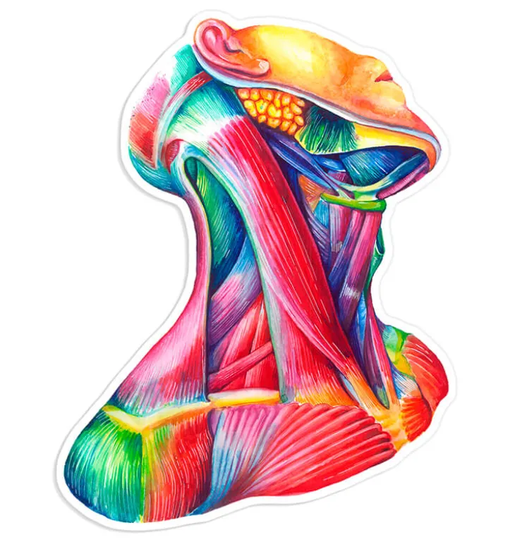 Sticker d'anatomie du cou - Aquarelle-Codex Anatomicus Clearance