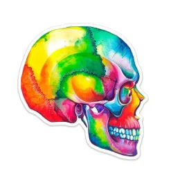 Sticker d'anatomie du crâne I - Aquarelle-Codex Anatomicus Online