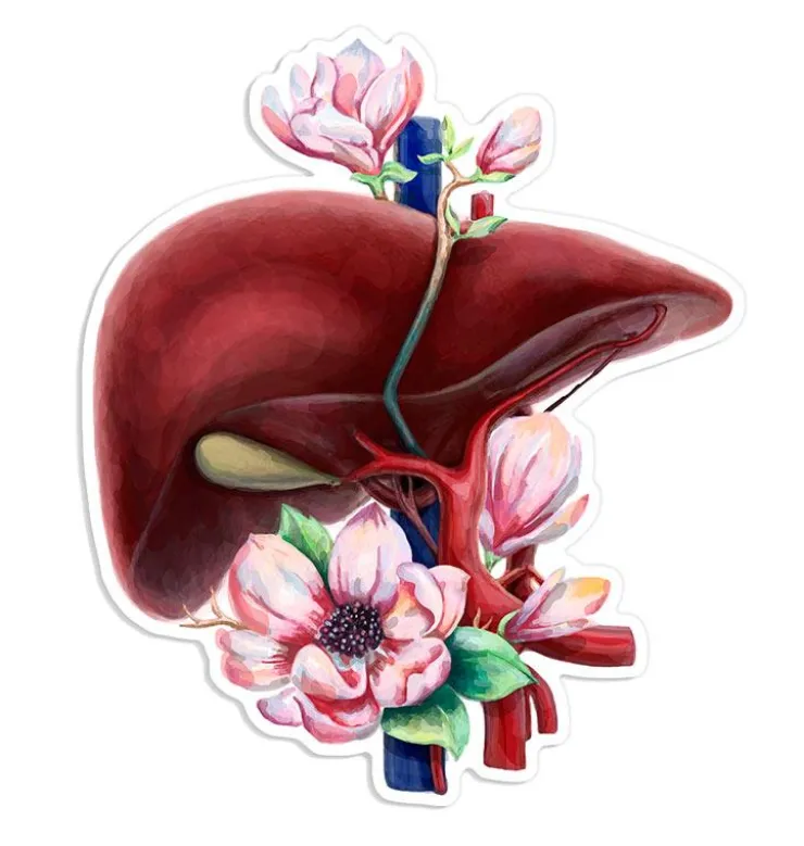 Sticker d'anatomie du foie - Floral-Codex Anatomicus Clearance