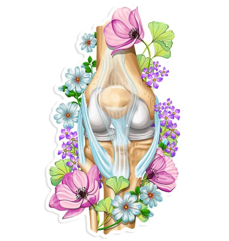 Sticker d'anatomie du genou - Floral-Codex Anatomicus Best