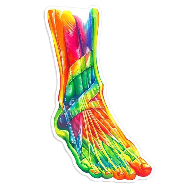 Sticker d'anatomie du pied II - Aquarelle-Codex Anatomicus New