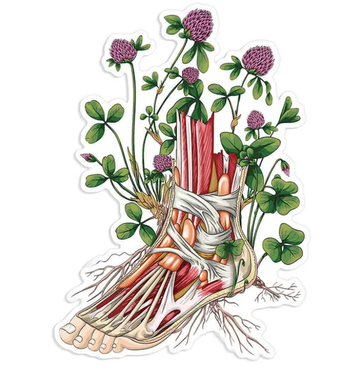 Sticker d'anatomie du pied II - Floral-Codex Anatomicus