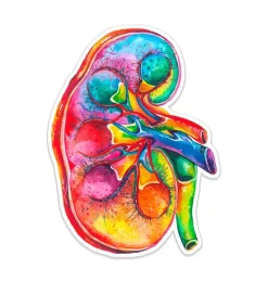 Sticker d'anatomie du rein - Aquarelle-Codex Anatomicus Online