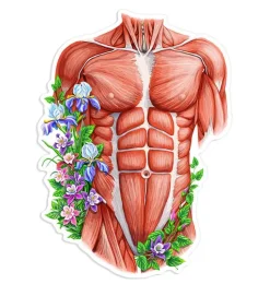 Sticker d'anatomie du torse masculin - Floral-Codex Anatomicus Discount