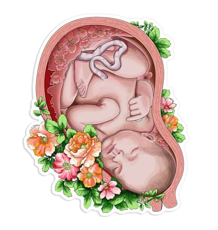 Sticker d'anatomie utérine - Floral-Codex Anatomicus Discount