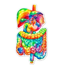 Sticker du système digestif - Aquarelle-Codex Anatomicus Best