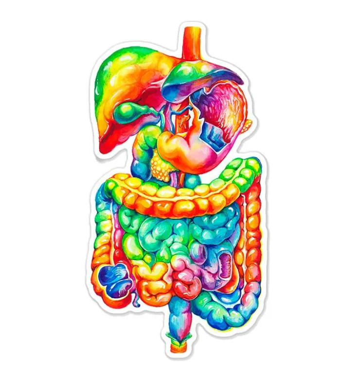 Sticker du système digestif - Aquarelle-Codex Anatomicus Best