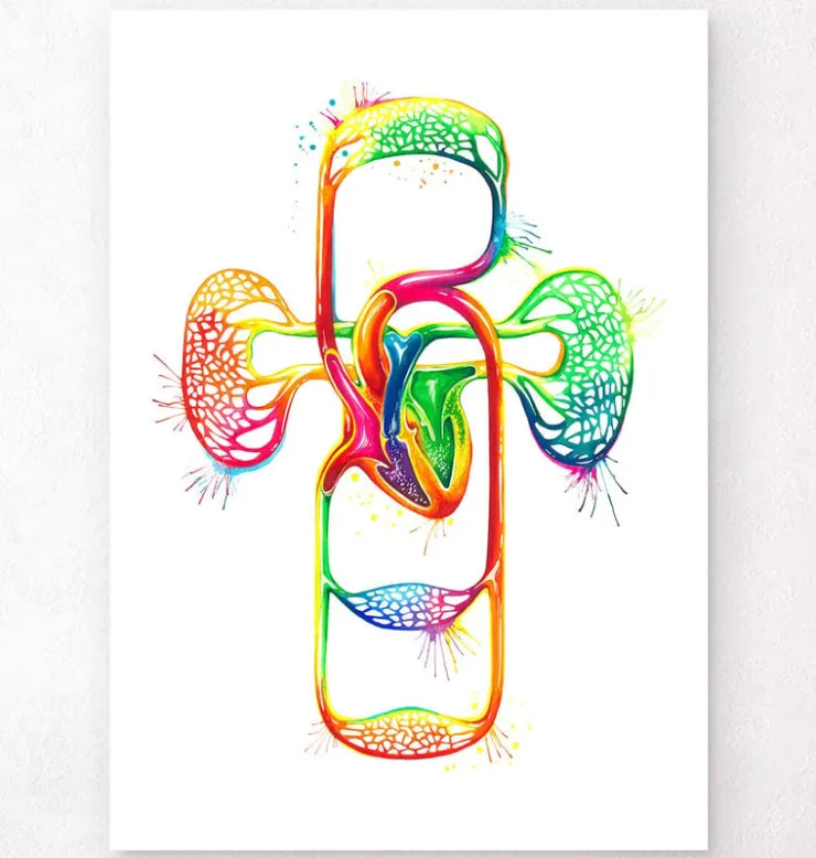 Système cardiovasculaire - Aquarelle-Codex Anatomicus Hot
