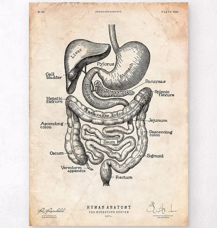 Système digestif-Codex Anatomicus New
