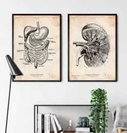 Système digestif-Codex Anatomicus New