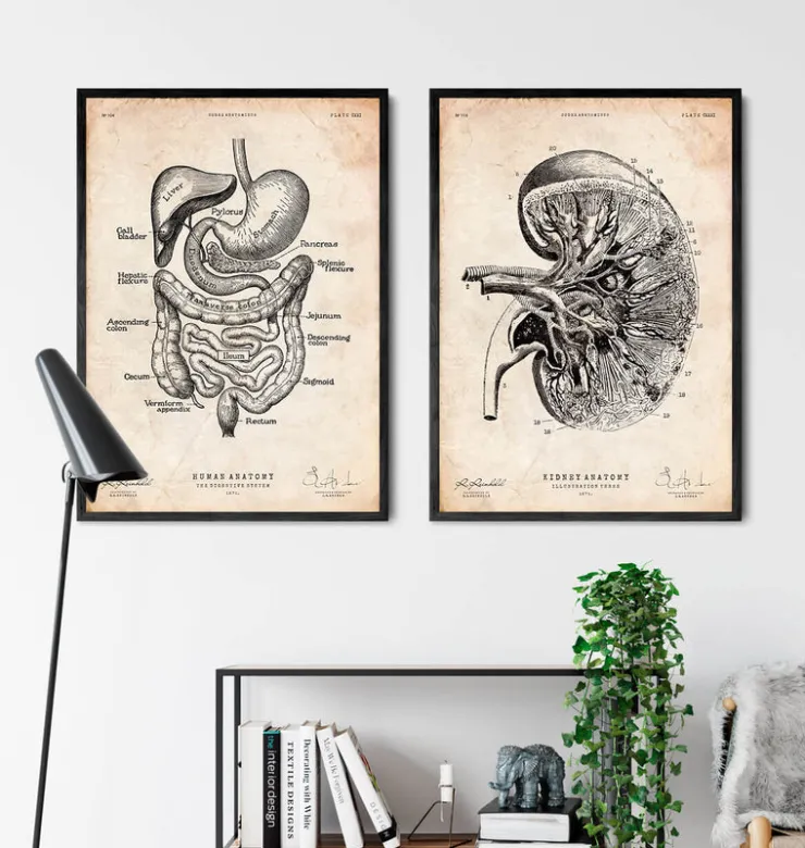 Système digestif-Codex Anatomicus New