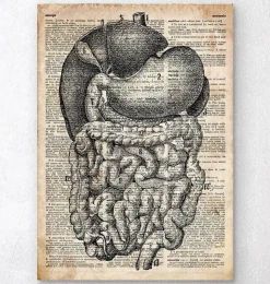 Système digestif - Ancien dictionnaire-Codex Anatomicus Discount