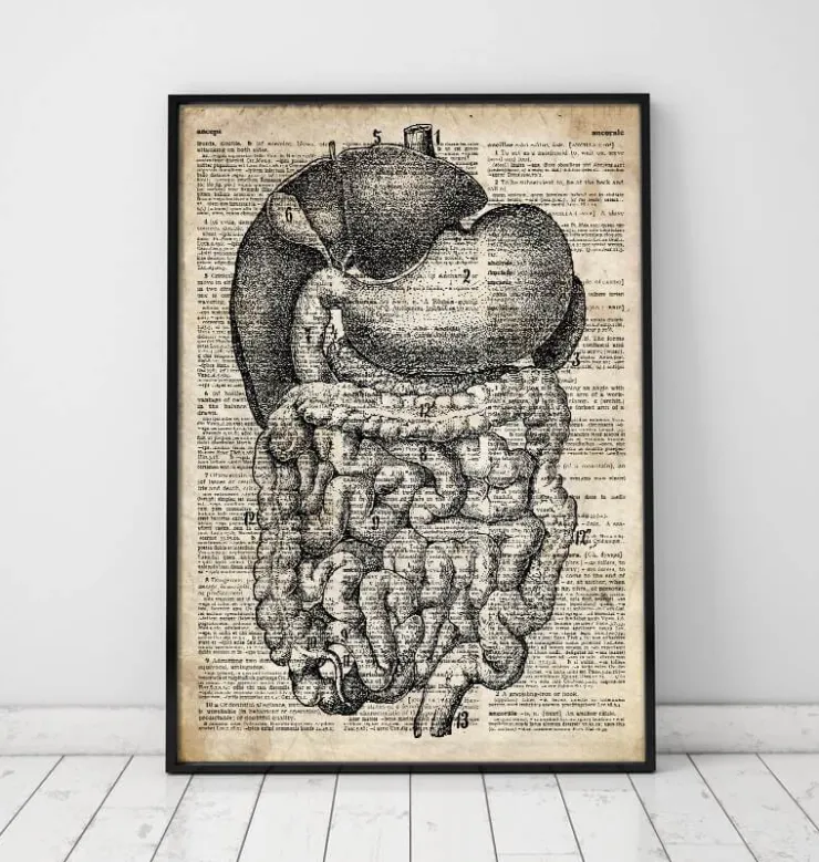 Système digestif - Ancien dictionnaire-Codex Anatomicus Discount