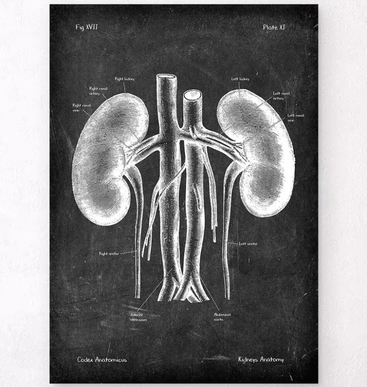 Système digestif - Chalkboard-Codex Anatomicus