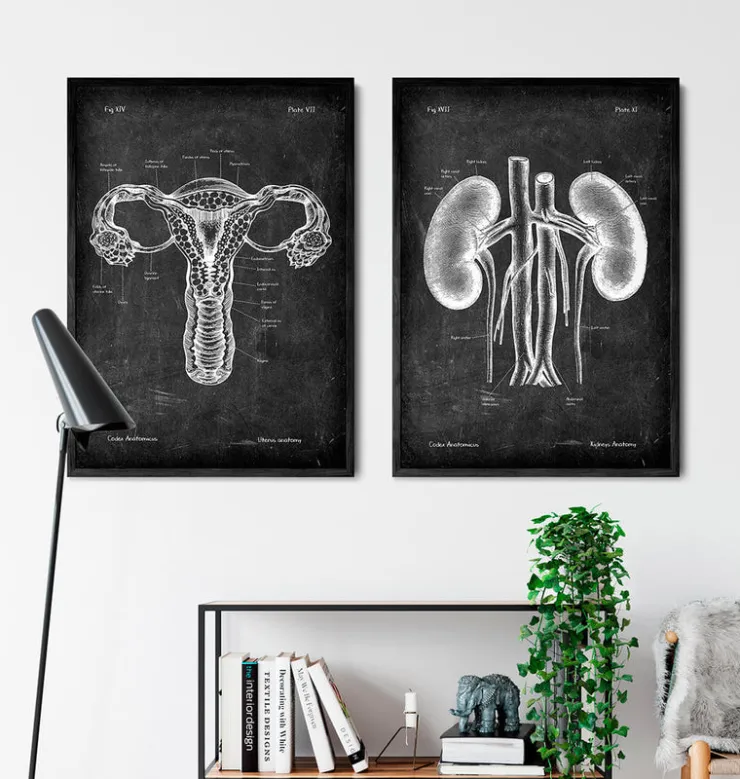 Système digestif - Chalkboard-Codex Anatomicus