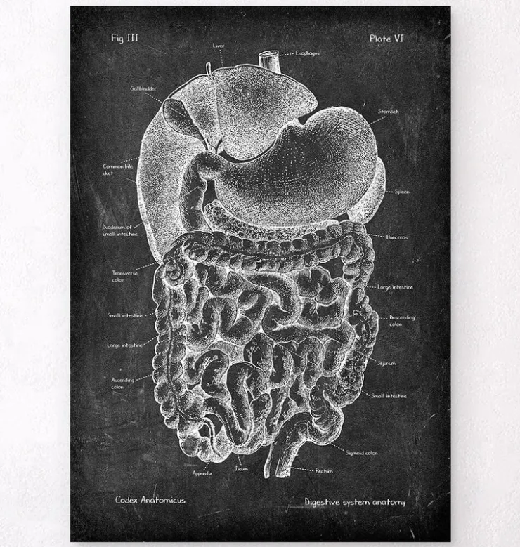Système digestif - Chalkboard-Codex Anatomicus Discount