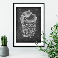 Système digestif - Chalkboard-Codex Anatomicus Discount