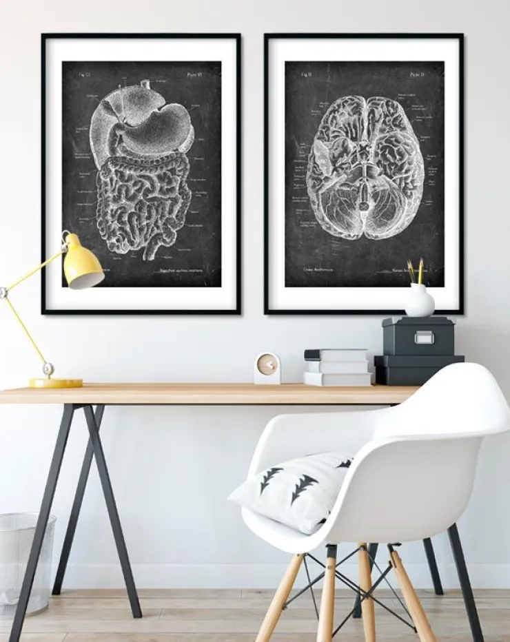 Système digestif - Chalkboard-Codex Anatomicus Discount