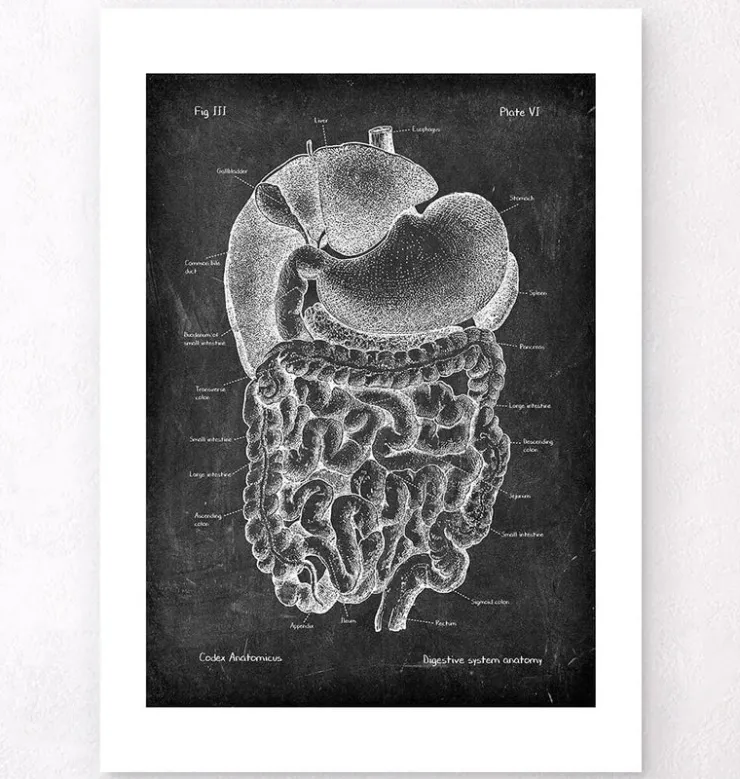 Système digestif - Chalkboard-Codex Anatomicus Discount