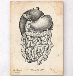 Système digestif II-Codex Anatomicus Best