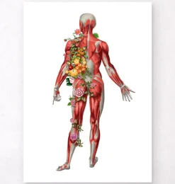 Système musculaire, vue arrière - Floral - Blanc-Codex Anatomicus Discount