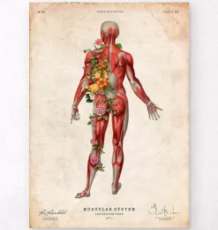Système musculaire, vue arrière - Floral - Vintage-Codex Anatomicus Clearance