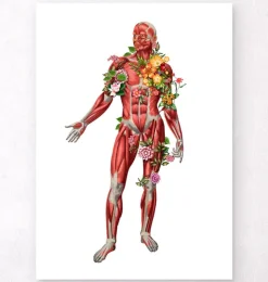 Système musculaire, vue de face - Floral - Blanc-Codex Anatomicus Outlet