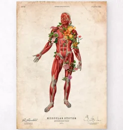 Système musculaire, vue de face - Floral - Vintage-Codex Anatomicus