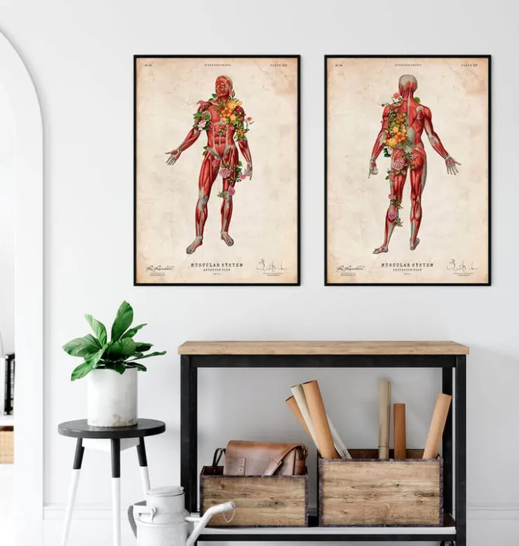 Système musculaire, vue de face - Floral - Vintage-Codex Anatomicus