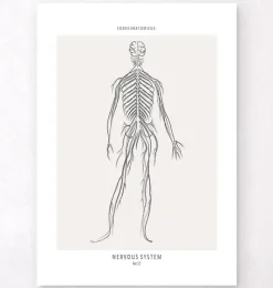 Système nerveux - Line Art-Codex Anatomicus Discount