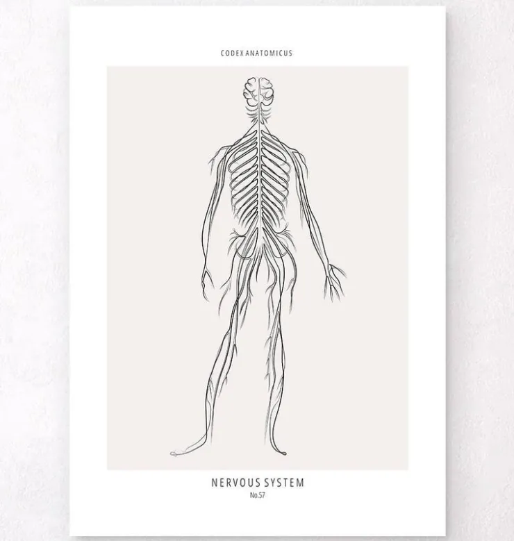 Système nerveux - Line Art-Codex Anatomicus Discount