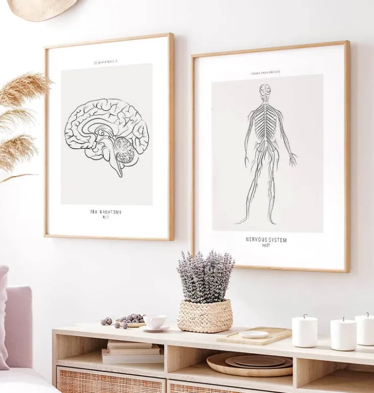 Système nerveux - Line Art-Codex Anatomicus Discount