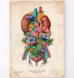 Système urinaire - Floral - Vintage-Codex Anatomicus Online