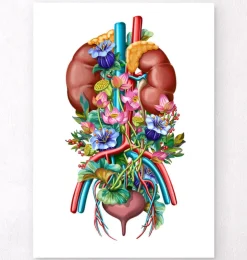 Système urinaire - Floral - Blanc-Codex Anatomicus