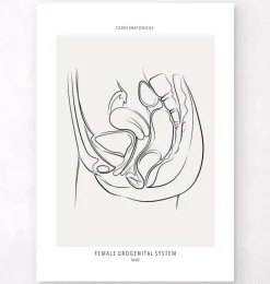 Système urinaire féminin - Line Art-Codex Anatomicus Outlet