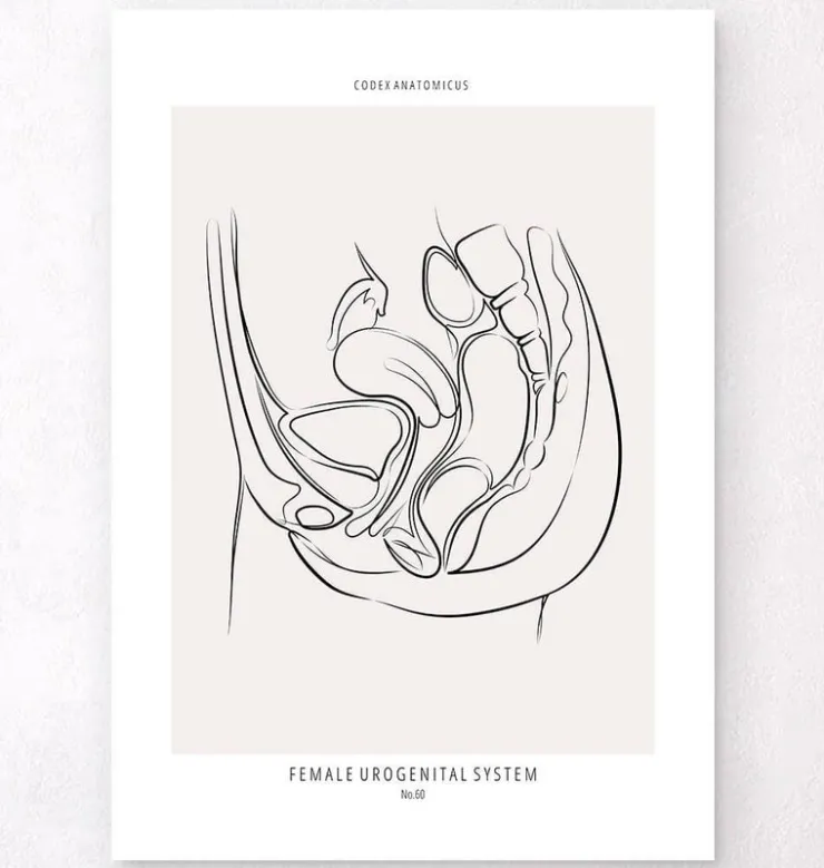 Système urinaire féminin - Line Art-Codex Anatomicus Outlet
