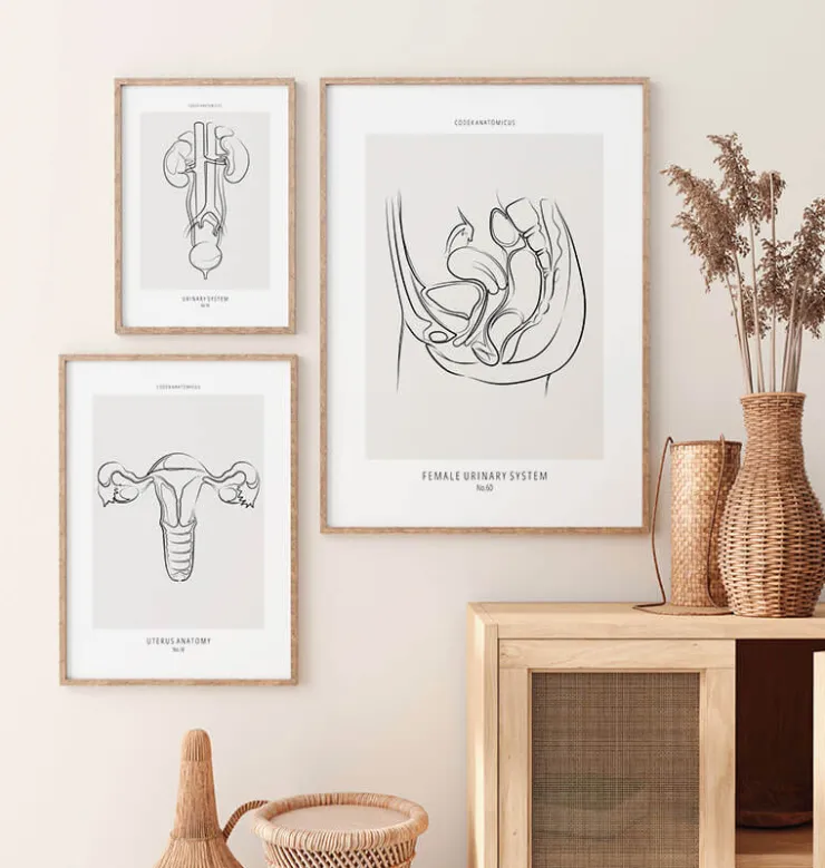 Système urinaire féminin - Line Art-Codex Anatomicus Outlet