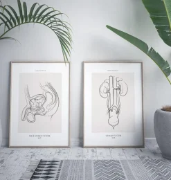 Système urinaire masculin - Line Art-Codex Anatomicus Best