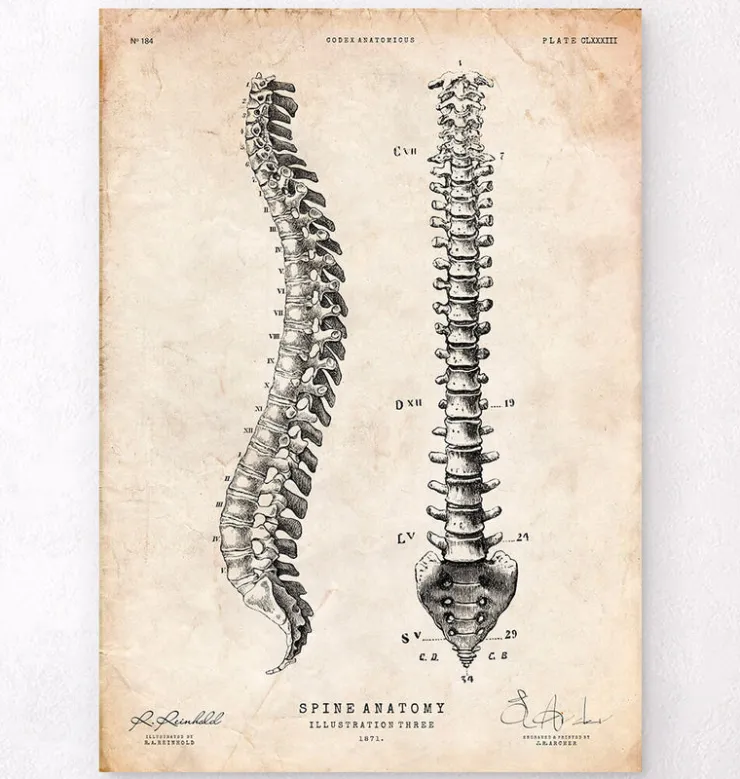 Tableau d'anatomie de la colonne vertébrale-Codex Anatomicus Discount