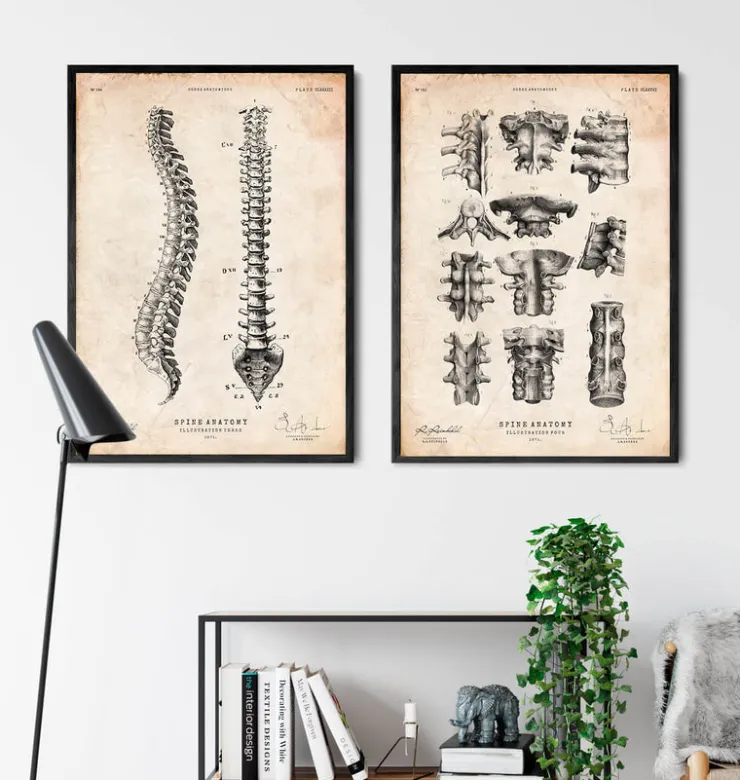 Tableau d'anatomie de la colonne vertébrale-Codex Anatomicus Discount