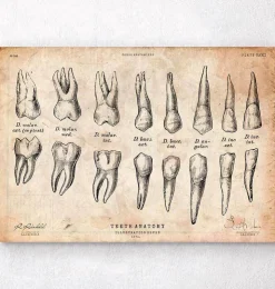 Tableau d'anatomie des dents-Codex Anatomicus Sale