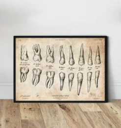 Tableau d'anatomie des dents-Codex Anatomicus Sale